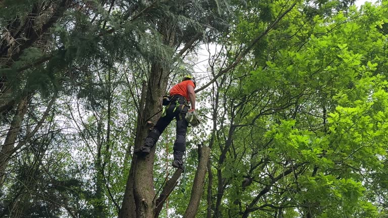 Best Tree Removal Services  in Wlow Springs, IL